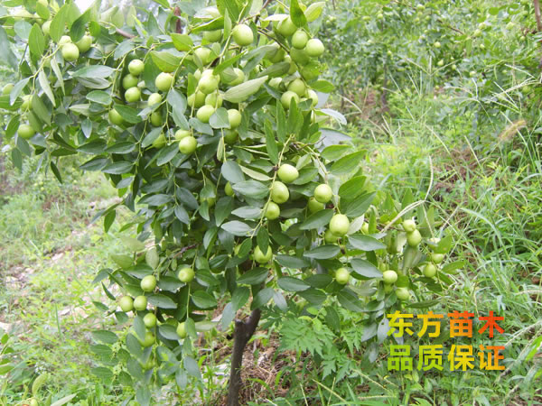 棗樹(shù)苗