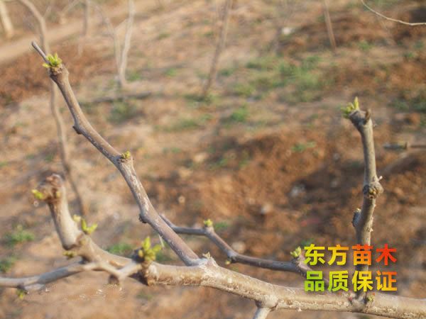 棗樹(shù)苗