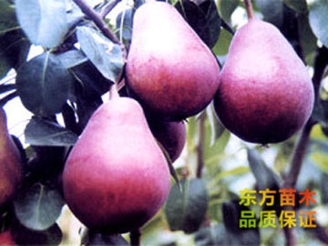 梨樹苗
