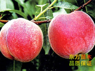 桃樹苗