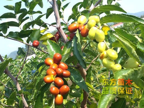 棗樹苗