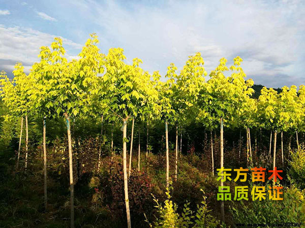 復葉槭