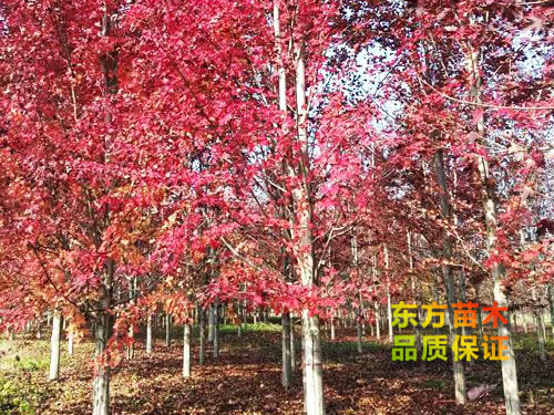 美國(guó)紅楓