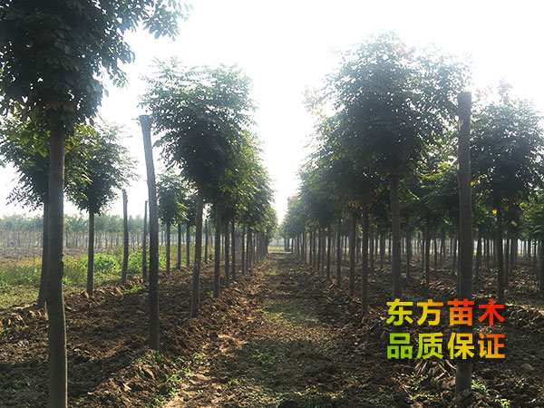 欒樹(shù)
