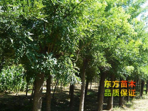 國(guó)槐