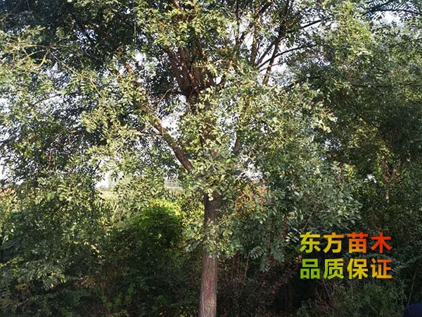 國(guó)槐