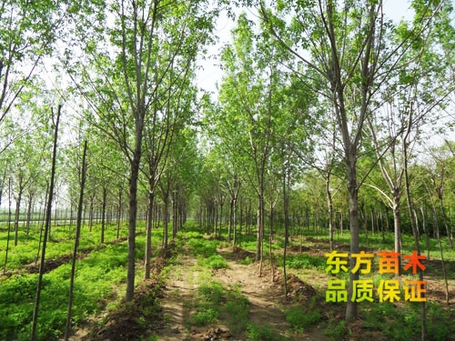 苗木栽培以后應該注意哪些？