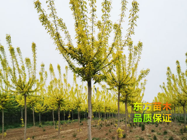 金葉復葉槭