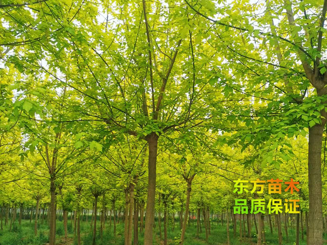 金葉復葉槭