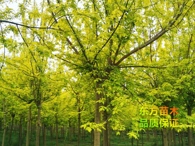 金葉復葉槭